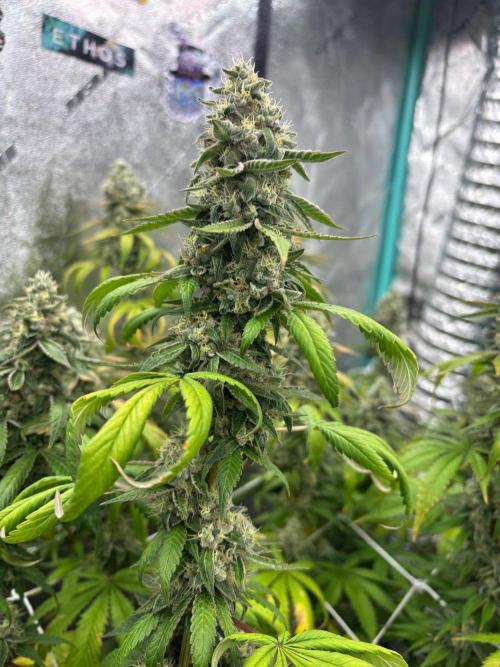 Summer Grow 2026. Week 10 - I know a fade is normal but yellowing since wk4 = feed more next time.