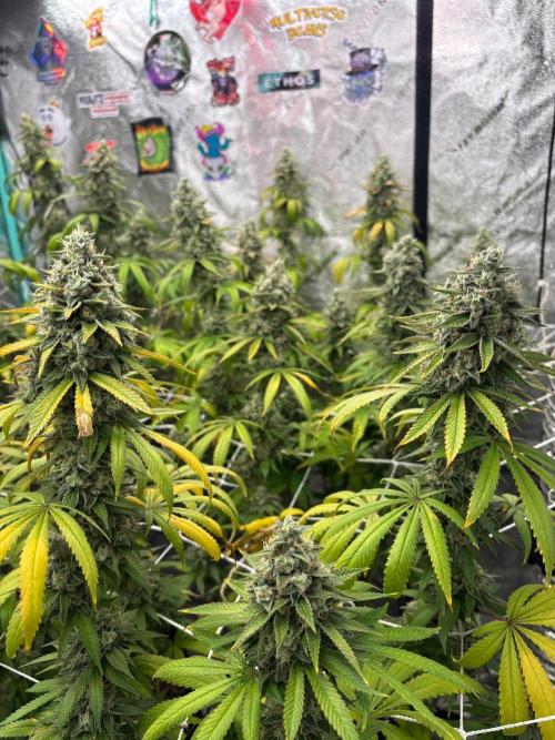 Summer Grow 2026. Week 10 - Or consider doing Gaia Green instead?  Research incoming.