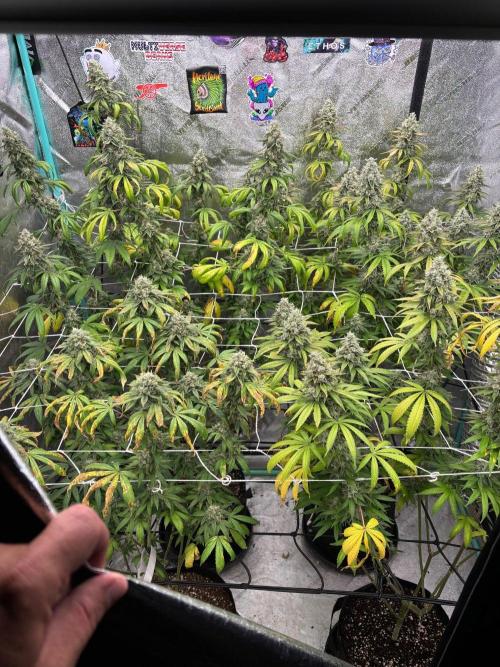 Summer Grow 2026. Week 10 - Def a success tho.  Last piece of the puzzle is maintaining past wk6 better.