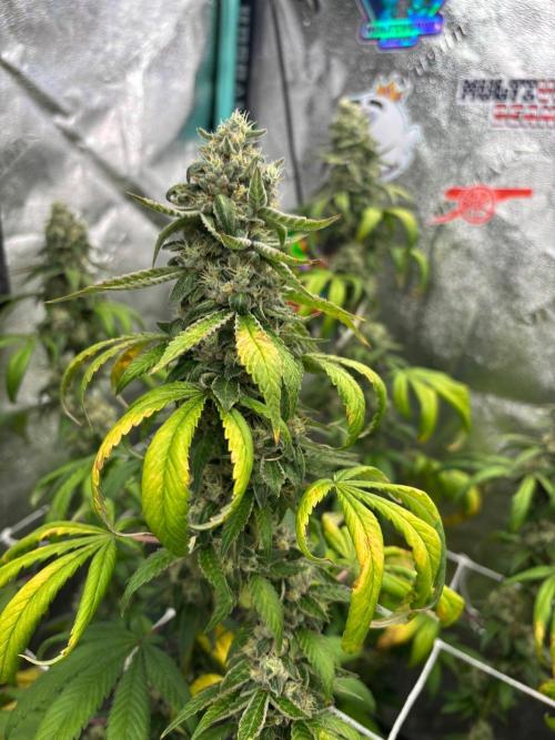 Summer Grow 2026. Week 10