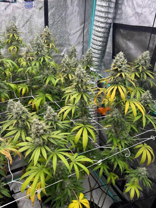 Summer Grow 2026. Week 10 - Open to any suggestions about avoiding so much yellowing so early.