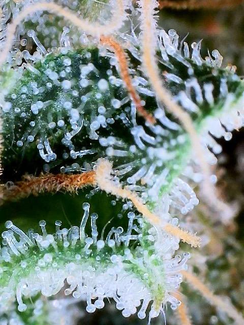 Summer Grow 2026. Week 10