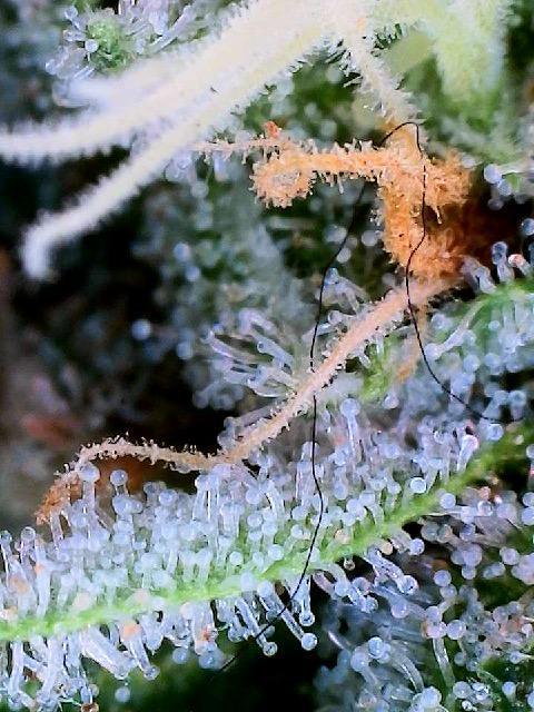 Summer Grow 2026. Week 10 - The front CC is days away.  Back 2 CC and 1 LiT will take another full week+