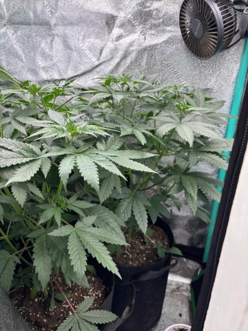Winter Grow 2026 (Phylos Cheddar Cheese). Week 6