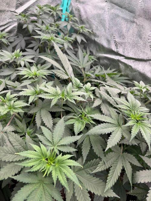 Winter Grow 2026 (Phylos Cheddar Cheese). Week 6