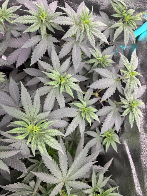 Winter Grow 2026 (Phylos Cheddar Cheese). Week 6 - Just one Cheddar Cheese - lots of tops!