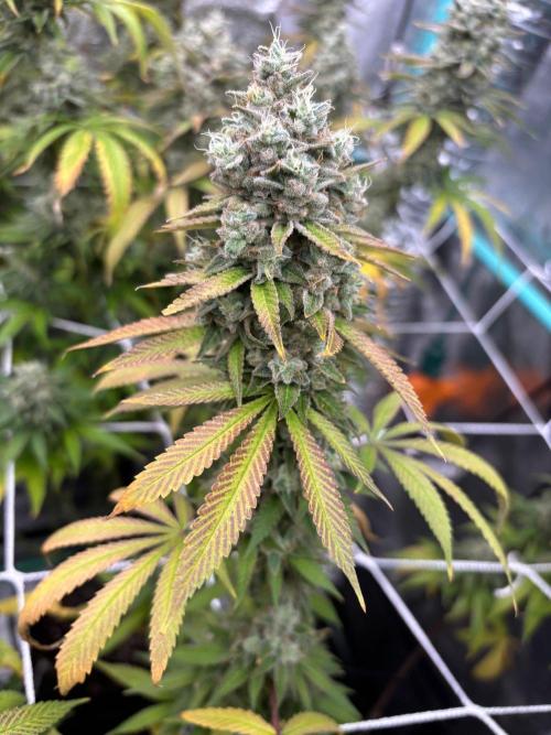 Summer Grow 2026. Week 11 - Crazy structure, stacking on these monsters.