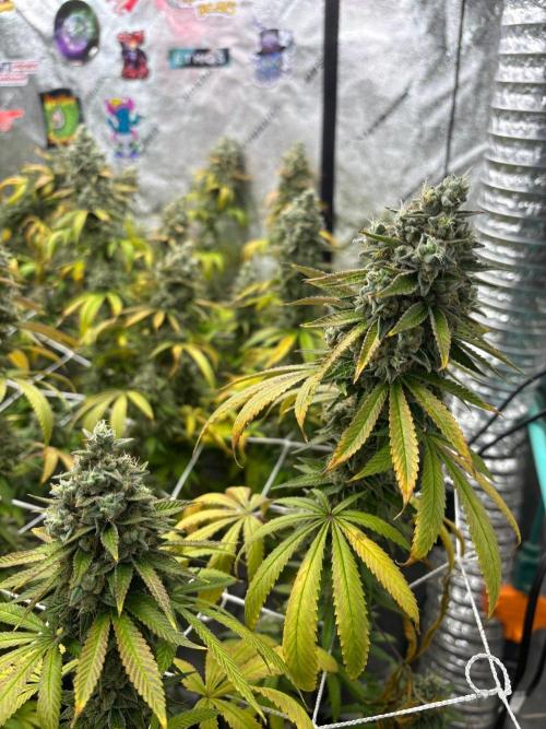 Summer Grow 2026. Week 11 - Falling over and yellowing but still a few hairs away.