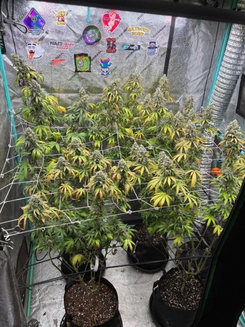 Summer Grow 2026. Week 11 - The LiT Lemon Cherry Bath are shorter but chunky (front left)