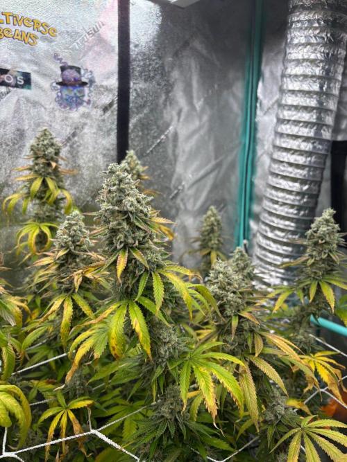 Summer Grow 2026. Week 11 - Just an awesome grow.  Bulging and sucar-coated.