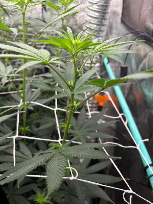 Winter Grow 2026 (Phylos Cheddar Cheese). Week 10