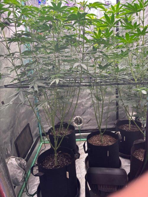 Winter Grow 2026 (Phylos Cheddar Cheese). Week 10