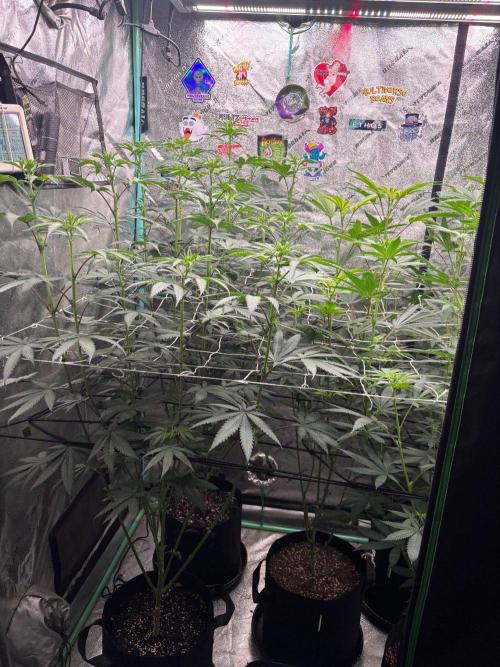 Winter Grow 2026 (Phylos Cheddar Cheese). Week 10