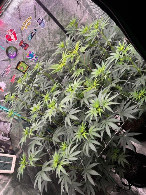 Winter Grow 2026 (Phylos Cheddar Cheese). Week 10