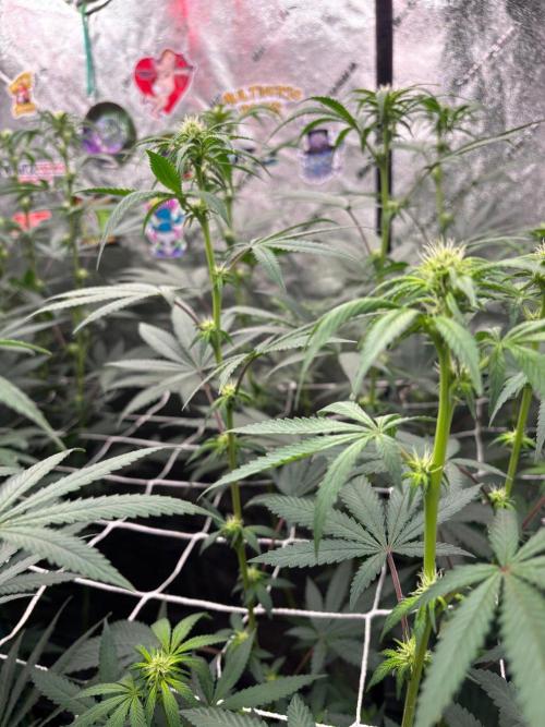 Winter Grow 2026 (Phylos Cheddar Cheese). Week 11