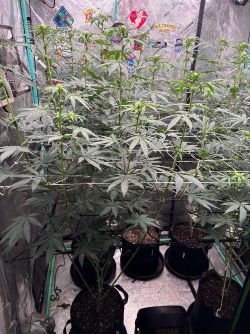Winter Grow 2026 (Phylos Cheddar Cheese). Week 11
