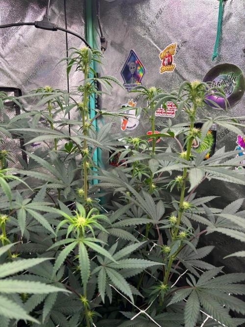 Winter Grow 2026 (Phylos Cheddar Cheese). Week 11