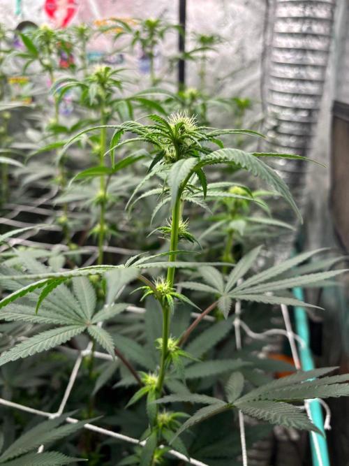 Winter Grow 2026 (Phylos Cheddar Cheese). Week 11