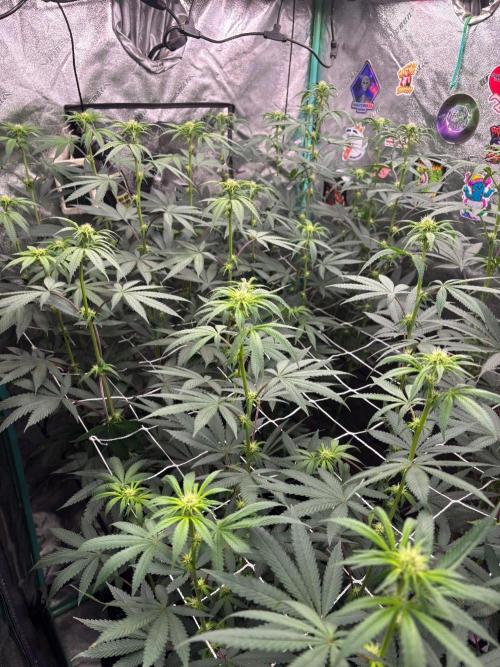 Winter Grow 2026 (Phylos Cheddar Cheese). Week 11