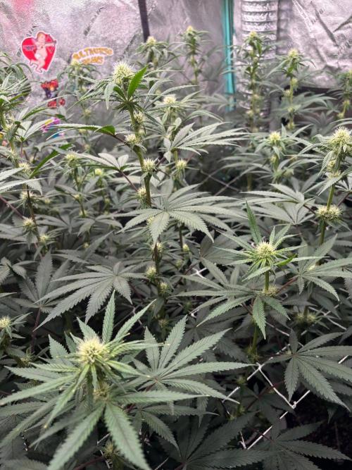 Winter Grow 2026 (Phylos Cheddar Cheese). Week 12