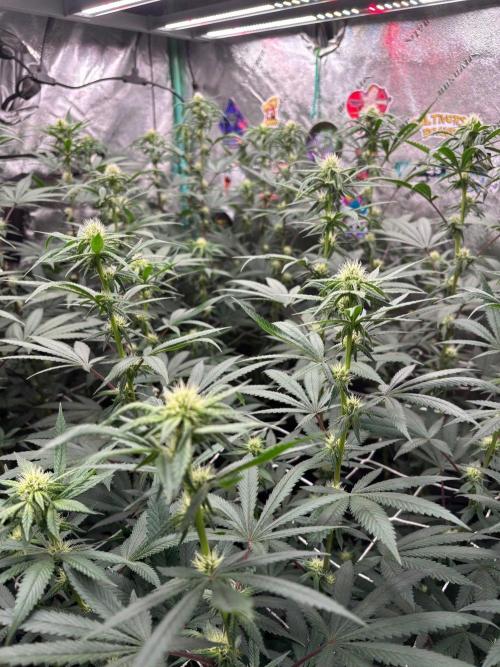 Winter Grow 2026 (Phylos Cheddar Cheese). Week 12