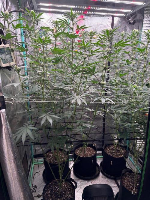 Winter Grow 2026 (Phylos Cheddar Cheese). Week 12