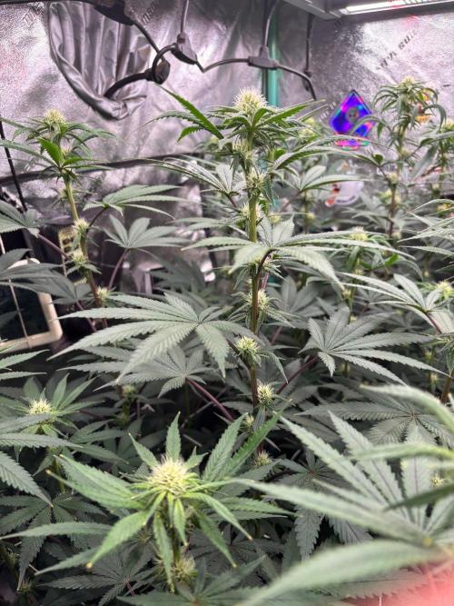 Winter Grow 2026 (Phylos Cheddar Cheese). Week 12