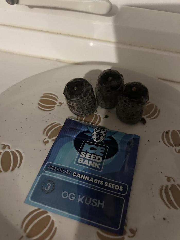 3 x OG Kush. Week 0