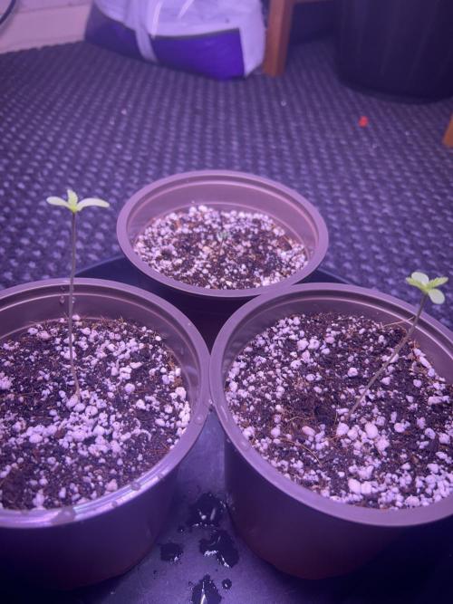 3 x OG Kush. Week 1