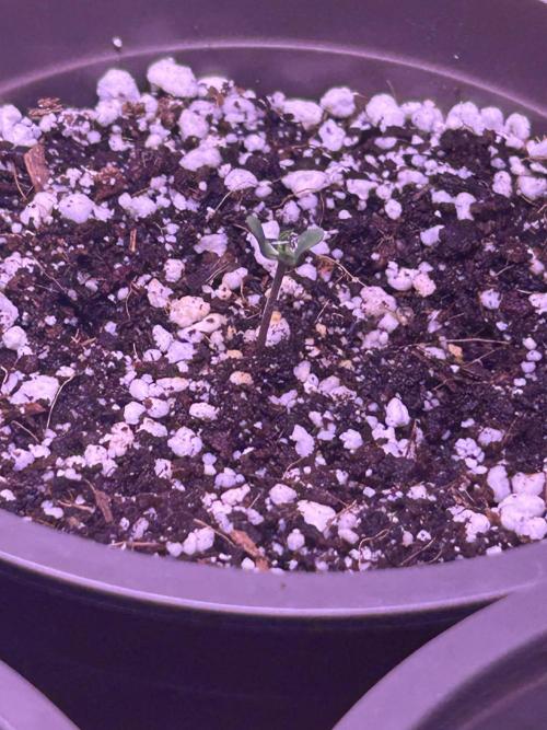 3 x OG Kush. Week 1