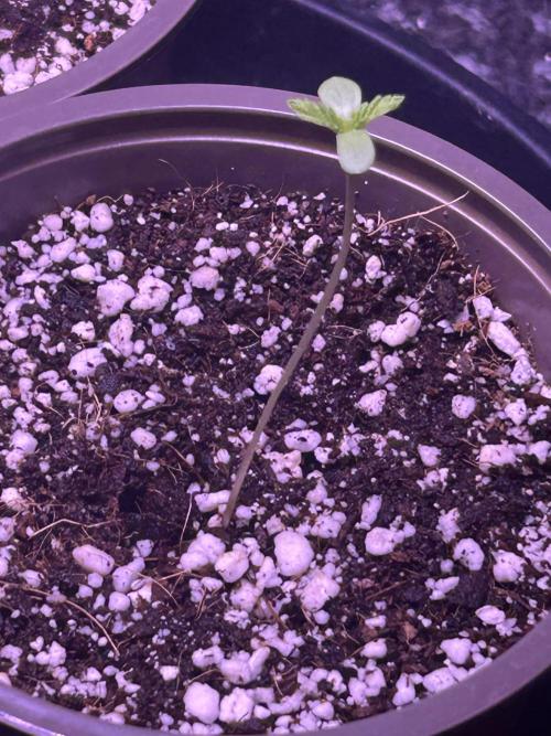 3 x OG Kush. Week 1