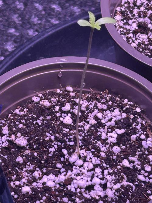3 x OG Kush. Week 1