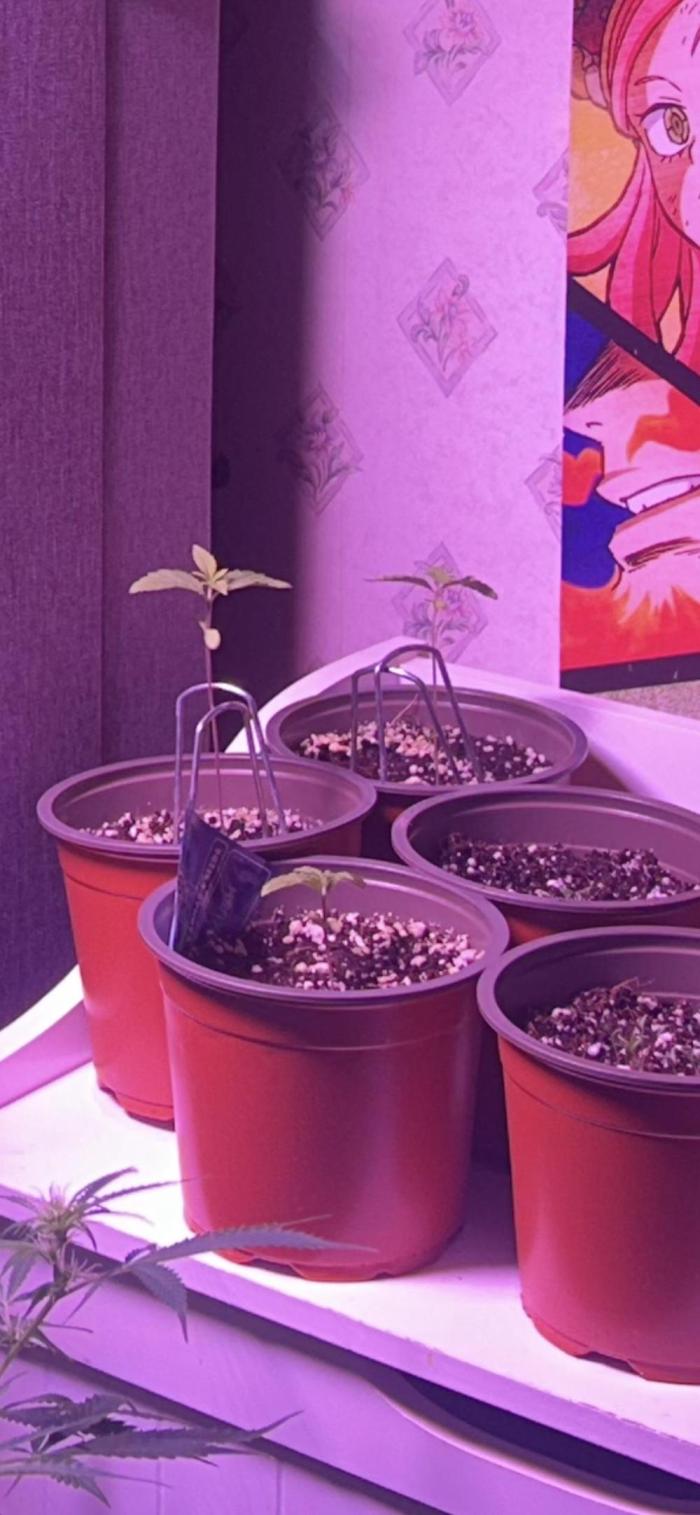 3 x OG Kush. Week 2