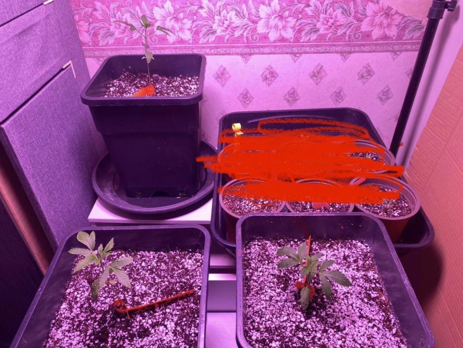 3 x OG Kush. Week 4