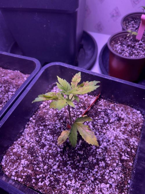 3 x OG Kush. Week 5