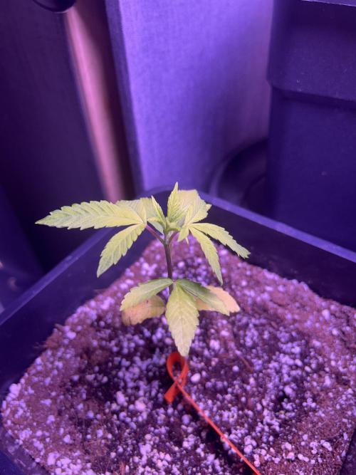 3 x OG Kush. Week 5