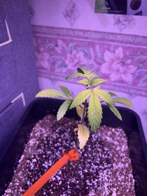3 x OG Kush. Week 5