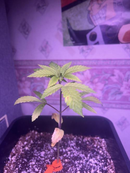 3 x OG Kush. Week 6 - OGK1