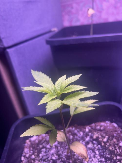 3 x OG Kush. Week 6 - OGK2