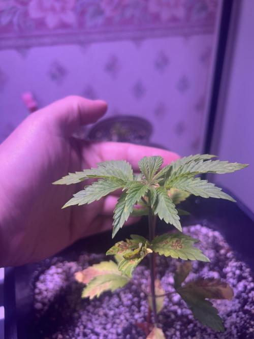 3 x OG Kush. Week 6 - OGK3