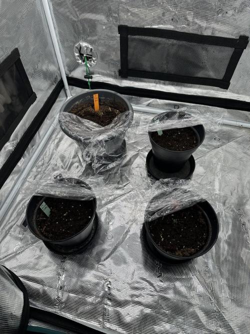 Ganja Farmer Grow. Week 1