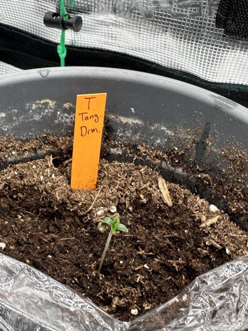 Ganja Farmer Grow. Week 1