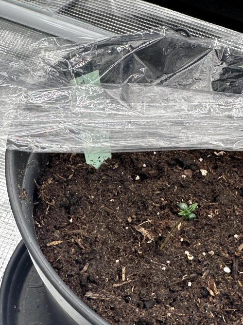 Ganja Farmer Grow. Week 1