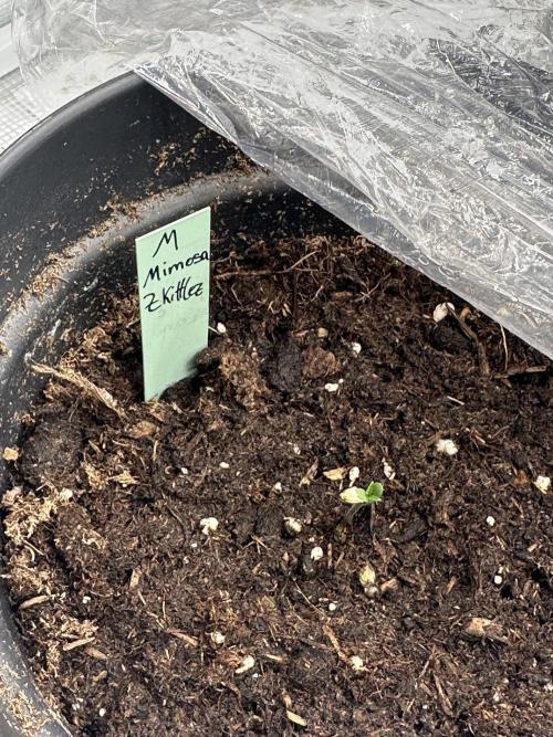 Ganja Farmer Grow. Week 1