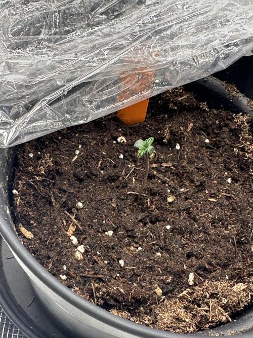 Ganja Farmer Grow. Week 1