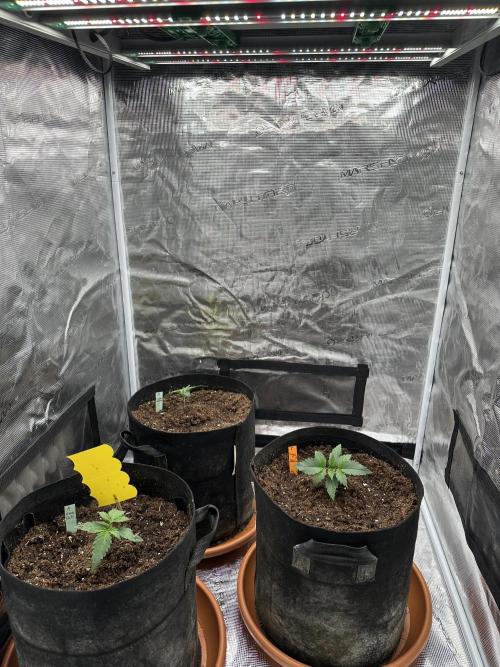 Ganja Farmer Grow. Week 3