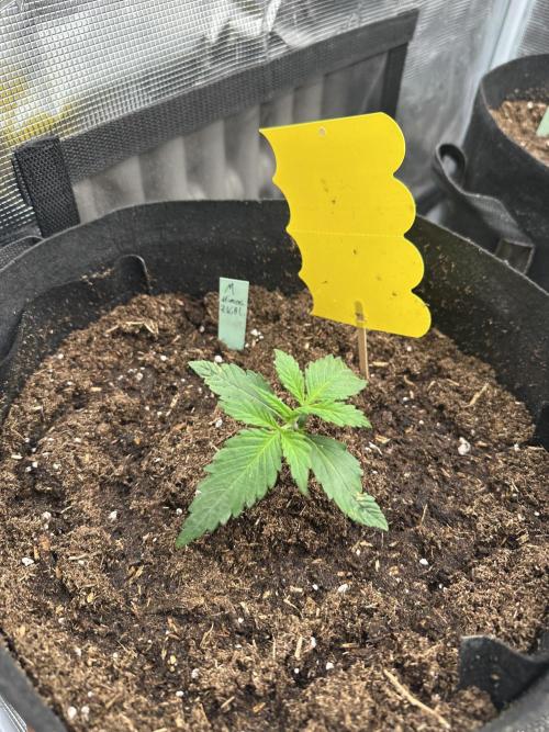 Ganja Farmer Grow. Week 3