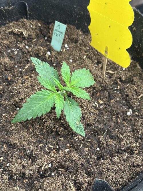 Ganja Farmer Grow. Week 3