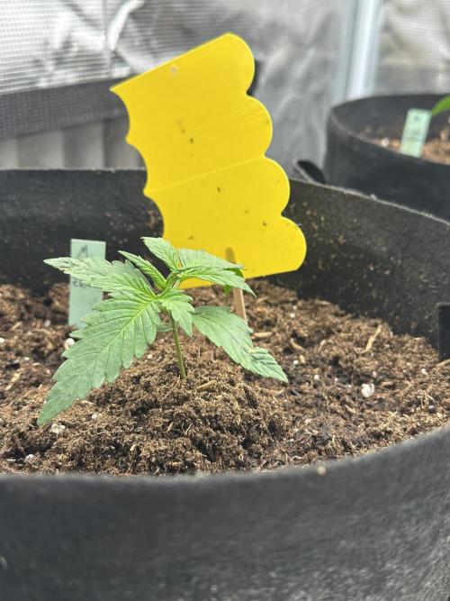 Ganja Farmer Grow. Week 3