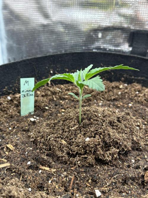 Ganja Farmer Grow. Week 3